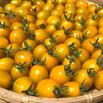 農園直送】人気のミニトマト1kg たくさん収穫できた今だけ価格 ｜ 野菜