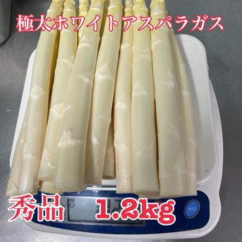 極太ホワイトアスパラガス 1.2kg ｜ 野菜/アスパラガス 産直アウル