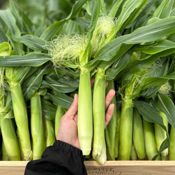 ヤングコーン 50本入り ｜ 野菜/その他野菜 産直アウル 農家・漁師など