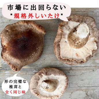 数量限定価格　4キロ頑張って成長したが形が悪い椎茸さん　送料込み 4キロ 野菜/きのこ通販