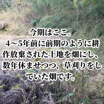 新生姜 1kg 農薬栽培期間中不使用・無肥料 熊本県産 露地 自然栽培