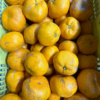 T-farmの青島みかん　5kg  おブスだけど絶品な味！ 4.5kg 果物/温州みかん通販