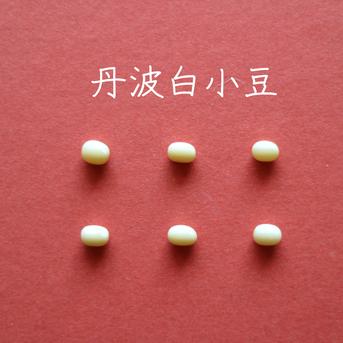 【 丹波白小豆 200g  2袋】（送料込）上品すぎる姿と味・・・純度100％の白餡は絶品です　　　農薬・化学肥料・畜産堆肥不使用 丹波白小豆　200g入り　2袋 野菜/豆類通販