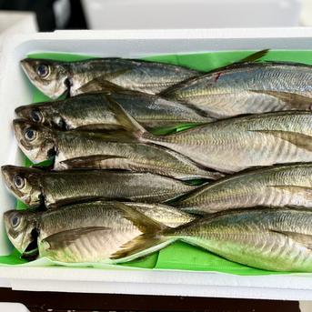 送料無料！朝どれ真アジ！２キロ！ ２キロ　6～10匹 魚介類/アジ通販