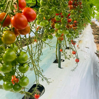 ミニトマト 1.8キロ フードロス 規格外 野菜 熊本産 訳あり 安い