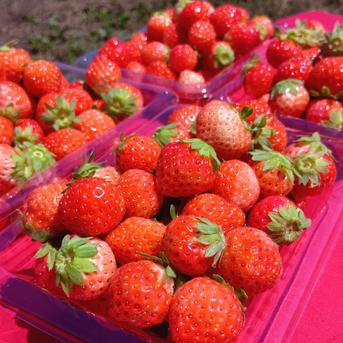 コロコロちびイチゴ！規格外特価、12パック！合計3キロ以上！夏秋