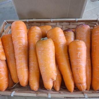 島根県出雲産　有機JAS人参　2.5kg 2.5kg 野菜/人参通販
