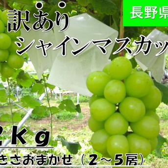 家庭用】シャインマスカット2kg ｜ 果物/ぶどう 産直アウル 農家・漁師