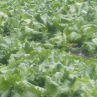 茨城県産ふんわり玉レタス3玉！おまけ野菜つき♥ 1.5キロ〜 野菜/レタス通販