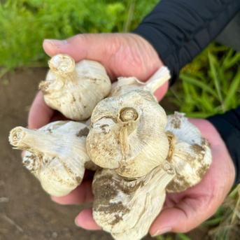 濃厚で甘い！大粒福地ホワイト六片にんにく Mサイズ 3kg（栽培期間中