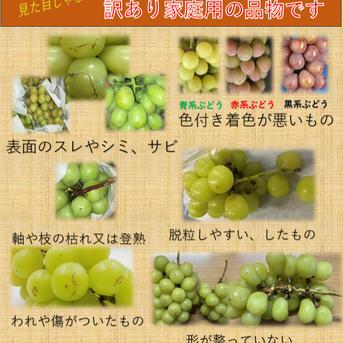 味比べ　葡萄　約2.5ｋｇ　　送料込み 訳アリ】家庭用ぶどう2kg 食べくらべセット シャインマスカット+お任せ