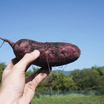 訳あり】パープルスイートロード15kg。栽培期間中農薬不使用