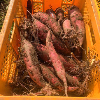 【B品】無農薬さつまいも（紅あずま）10kg 10kg（箱込み） 野菜/さつまいも通販