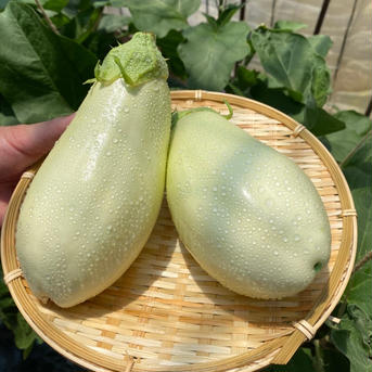 【りんごあめなす】白茄子 6本　一本あたり250g   野菜/茄子通販