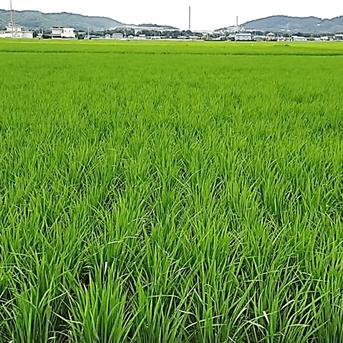2025年 自然栽培（3年以上）で作った おいしいお米 10kg（玄米