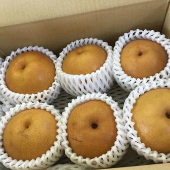 お得‼️たっぷり20kg 甘くてジューシー 新興梨 梨通販「新興(しんこう