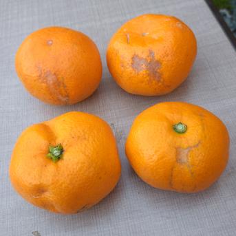 安間農園の三岳みかん🍊 5kg 果物/温州みかん通販