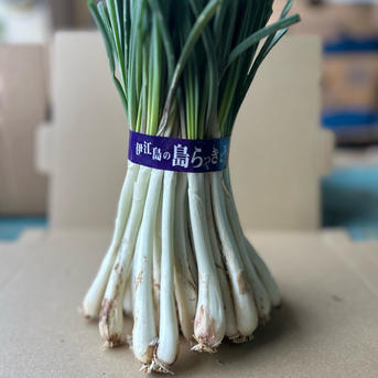 農家直送】沖縄 伊江島特産島らっきょう500g ｜ 野菜/その他野菜 産直