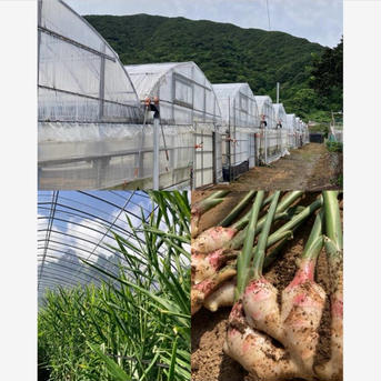 高知県産　朝採れ新生姜レシピ付き　3キロ 新生姜3キロ 野菜/薬味通販
