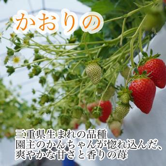 ★新鮮朝採り★特大いちご 9～12粒 果物/いちご通販