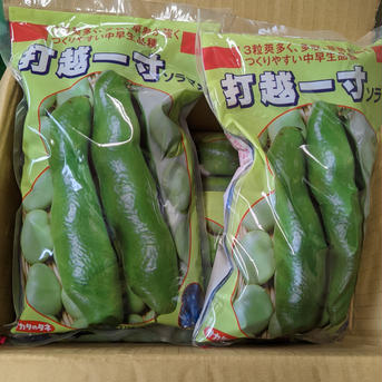 【すぐに出せます♪ 】食べやすさ抜群　”みずみずしい”とれたて  そら豆　from 神奈川県秦野市1000g 1000g 野菜/豆類通販