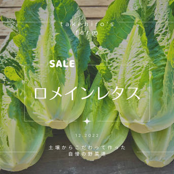 【今だけこの価格】シーザーサラダが有名なロメインレタス５個 ５個 野菜/レタス通販