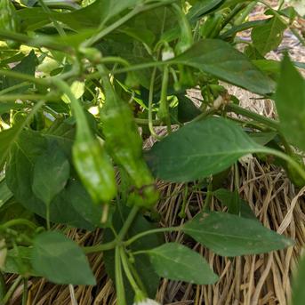 光男さん家の野菜セット1.5キロ前後 1.5キロ前後 野菜/野菜セット・詰め合わせ通販