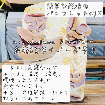 【6月5日までの限定販売 】高知県産仁淀川きくらげの栽培キット×1個 (菌床ブロック) 2.5kg 野菜/きのこ通販