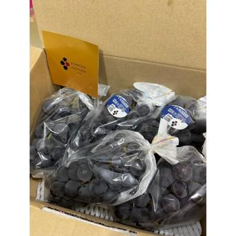【しのぶ】巨峰の粒　箱込2kg弱 しのぶ】巨峰の粒 箱込2kg弱 匠の葡萄 種なし巨峰」山梨県産 秀 2房 計