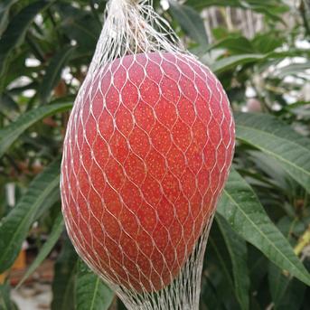 大玉　完熟アップルマンゴー　3L 2玉入　化粧箱入　1玉約450g 3L2玉入 果物/マンゴー通販