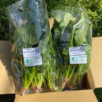 甘くて肉厚！ほうれん草200g×6袋☆有機JAS認証 ほうれん草1.2kg 野菜/ほうれん草通販