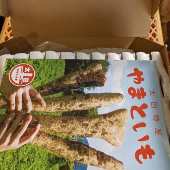 大和芋（ぐんまトロリン）泥付き　約1キロ（3本）2箱セット　群馬県尾島産 約1キロ（3本）2箱セット 野菜/長いも・山いも通販