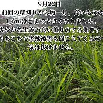 新生姜 4kg 農薬栽培期間中不使用・無肥料 熊本県産 露地 ｜ 野菜