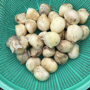 ジャンボにんにく 【特大 1,8kg】 ｜ 野菜/その他野菜 産直アウル 農家