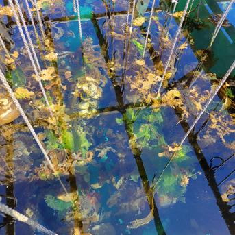 奥尻産養殖岩牡蠣 岩牡蠣Mサイズ20個 魚介類/牡蠣通販