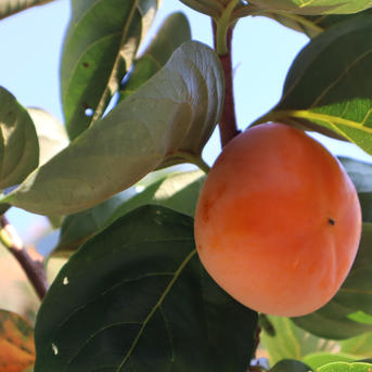 訳あり品】甘とろっ！たねなし柿5キロ（20〜24個程度） | 果物/柿 産直