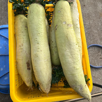 福島野菜マルシェ 】 オープン割 干し大根 減農薬栽培 1本1kg以上 3本