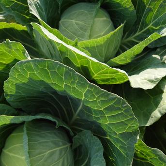 夏キャベツ2個入り 2.5キロ前後 野菜/キャベツ通販