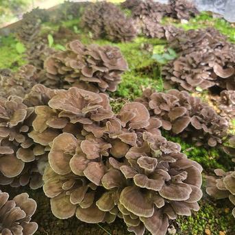 【生まいたけ】（1000g）京都府産　原木栽培　農薬不使用 1000g 野菜/きのこ通販