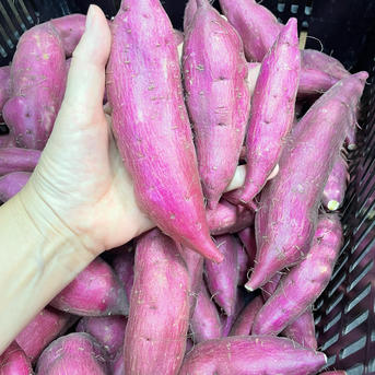 さつまいも🍠2.5kg【シルクスイート】訳あり | 野菜/さつまいも 産直