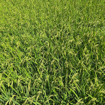 🌟残り僅か🌟令和7年新米❣高知産コシヒカリ🌾玄米30kg✨モチモチ