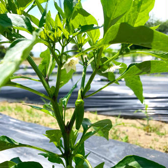 農家直送！山の麓魔女鼻ピーマン【ベジタブルクラブ魔女鼻ピーマン】 1.5kg 野菜/ピーマン通販