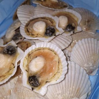 北海道噴火湾産ホタテ稚貝生冷凍３kg詰め(片貝) ホタテ稚貝３kg　(135～150枚) 魚介類/ホタテ通販