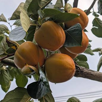 大きな江戸柿【送料500円引き】和歌山県産 吊るし柿用渋柿 | 果物/柿