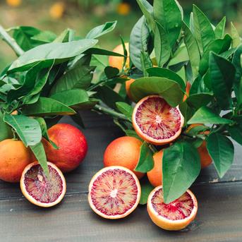 サイダーさま専用 他の方は 買えません ブラッドオレンジ モロ 5年生 大苗 ブラッドオレンジ 「モロ」 鉢（直径約17cm） 果樹 苗 苗木 通販 greenery