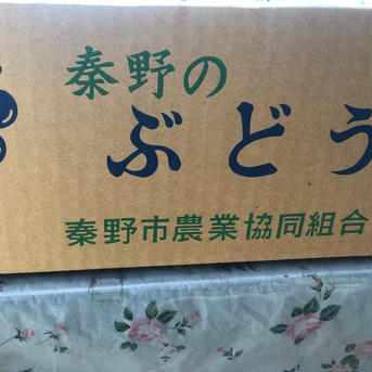 須藤ぶどう園の完熟粒ぶどう 種なしハニーシードレス  3袋（1.2kg） 果物/ぶどう通販