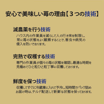 感謝価格【減農薬】二箱 訳ありいろいろなサイズ 『モカベリー』 完熟いちご 苺 果物 約1200g 果物/いちご通販
