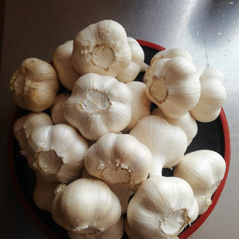 有機にんにく　青森田子町産　Mサイズ1kg　少し訳あり 1kg 野菜/にんにく通販