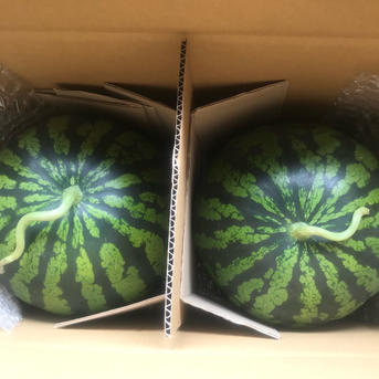 富里スイカ味きららLサイズ2玉入り ｜ 果物/スイカ 産直アウル 農家 
