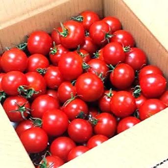 7月中旬以降の発送食べ出したら止まらないおいし～甘いトマ糖 